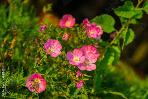Bright pink purple flowers in green leaves background, summer background