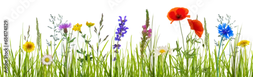 Obraz  z motywem colorful abstract flower meadow with summer flowers and green blades of grass isolated on transparent background, textured overlay decoration