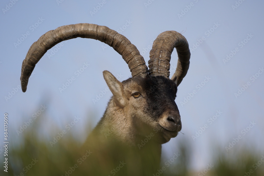 The Iberian Ibex, Spanish Ibex, Spanish wild goat or Iberian wild goat is a species of Ibex with four subspecies.