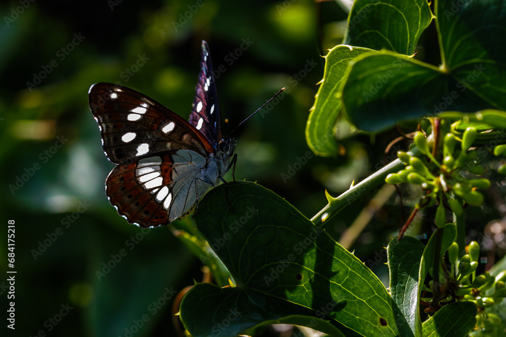 Blauschwarzer Eisvogel (Limenitis reducta) Blauschwarzer Eisvogel (Limenitis reducta)