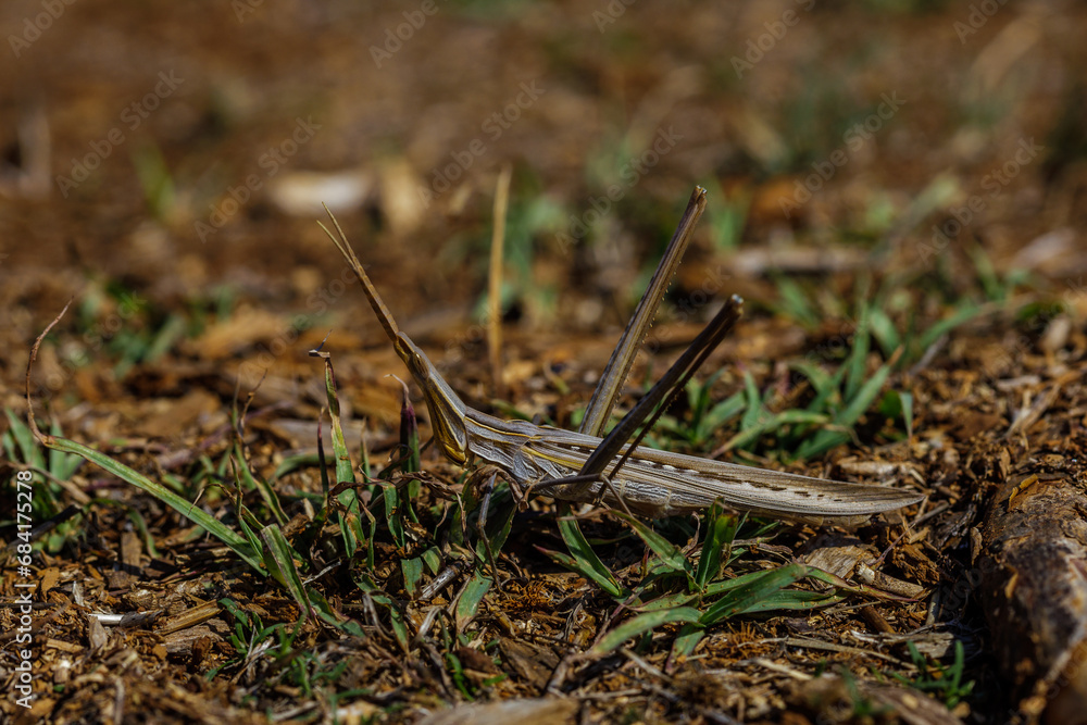 Gewöhnliche Nasenschrecke (Acrida ungarica) Gewöhnliche Nasenschrecke (Acrida ungarica)