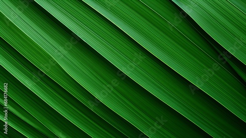 palm leaf texture natural tropical green, copy space, 16:9