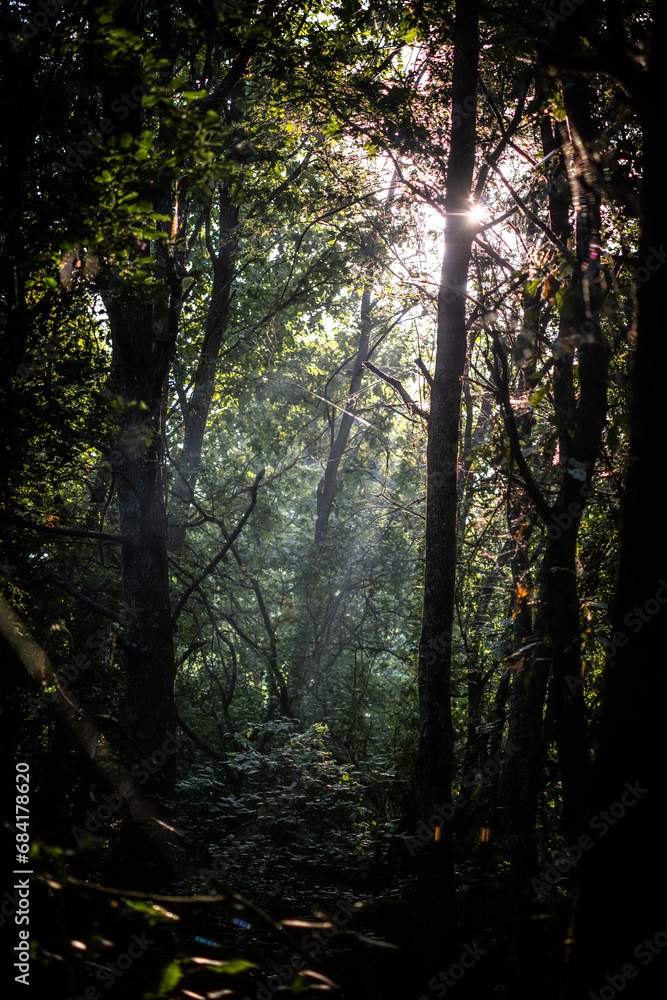 Fototapeta premium Summer morning in the forest . Green forest . Misty forest . Sun over the forest . Fog in forest . Misty weather . 