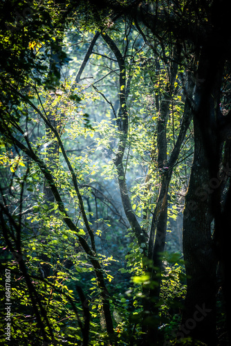 Summer morning in the forest . Green forest . Misty forest . Sun over the forest . Fog in forest . Misty weather . 