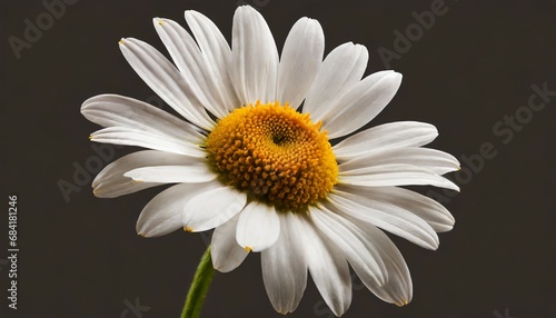 daisy flower isolated on background cutout