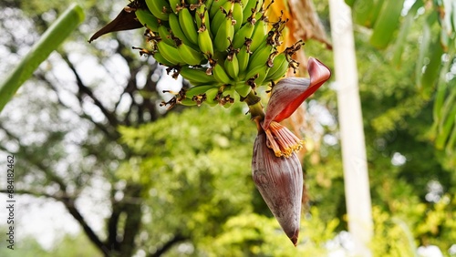 A bunch of bananas hanging on tree, unripe green bananas on banana garden