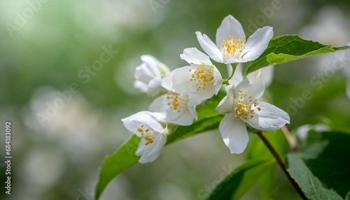 pure white jasmine flowers on a blurred background