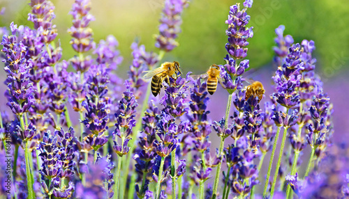 bees on purple lavender flowers field natural background close up