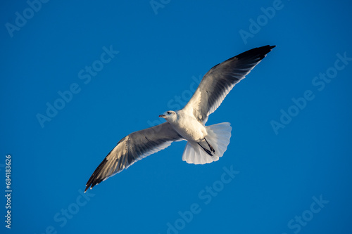 Seagull is flying on the blue sky.