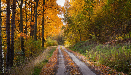 autumn forest road