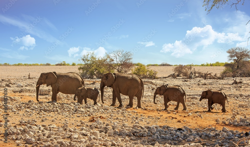Small family herd of elephants with several calf's standing on the dry rocky savannah against a very bright sky. Small family herd of elephants with several calf's standing on the dry rocky savannah against a very bright sky.