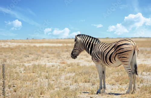 A lone zebra standing on the open empty dry African savannah