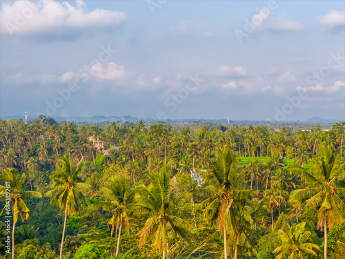 Aerial drone view of spectacular and beautiful palms park over rice terraces near Ubud in Bali, Indonesia