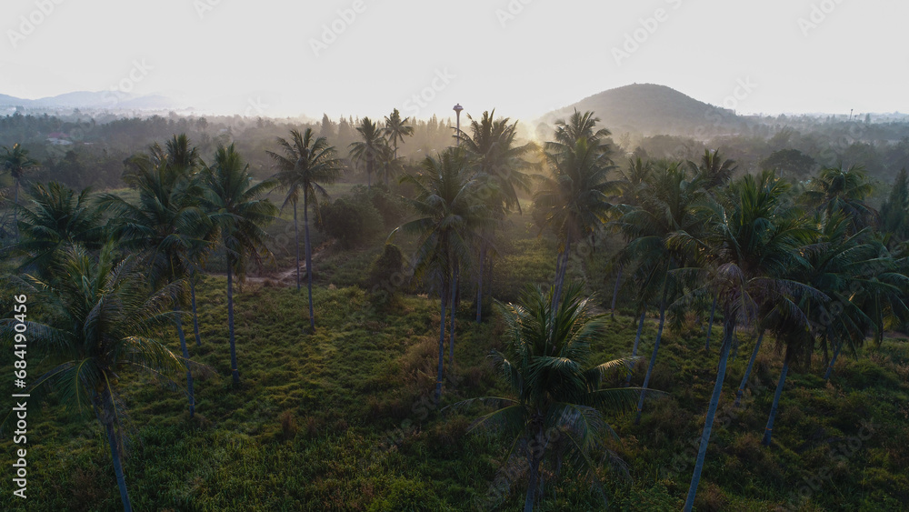 Aerial sunrise morning tropical rain forest coconut palm tree Aerial sunrise morning tropical rain forest coconut palm tree