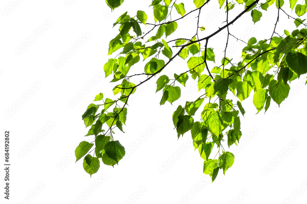 Naklejka premium fresh green tree branch with green leaves in sunshine isolated on transparent background, natural lush foliage in spring texture overlay decoration
