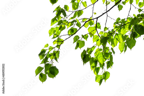 fresh green tree branch with green leaves in sunshine isolated on transparent background, natural lush foliage in spring texture overlay decoration