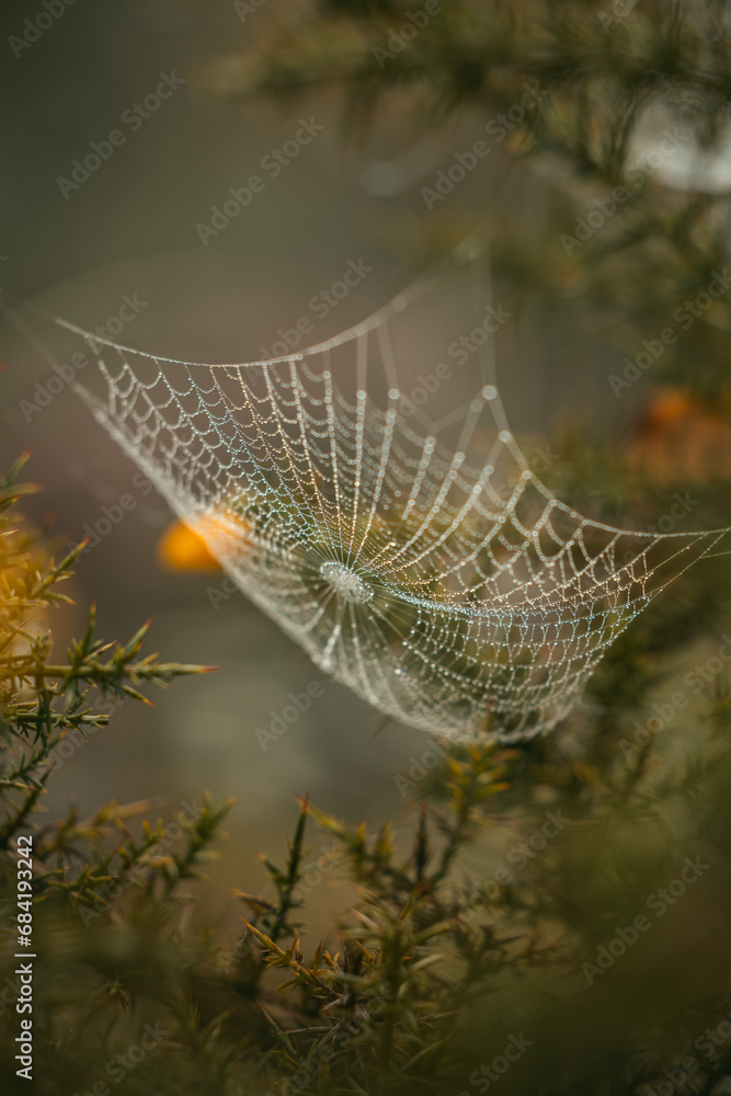 spider web with dew drops