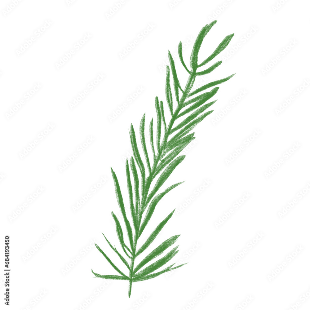 PNG rosemary isolated on white background