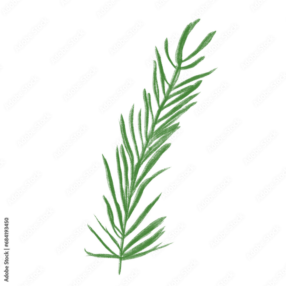 PNG rosemary isolated on white background PNG rosemary isolated on white background