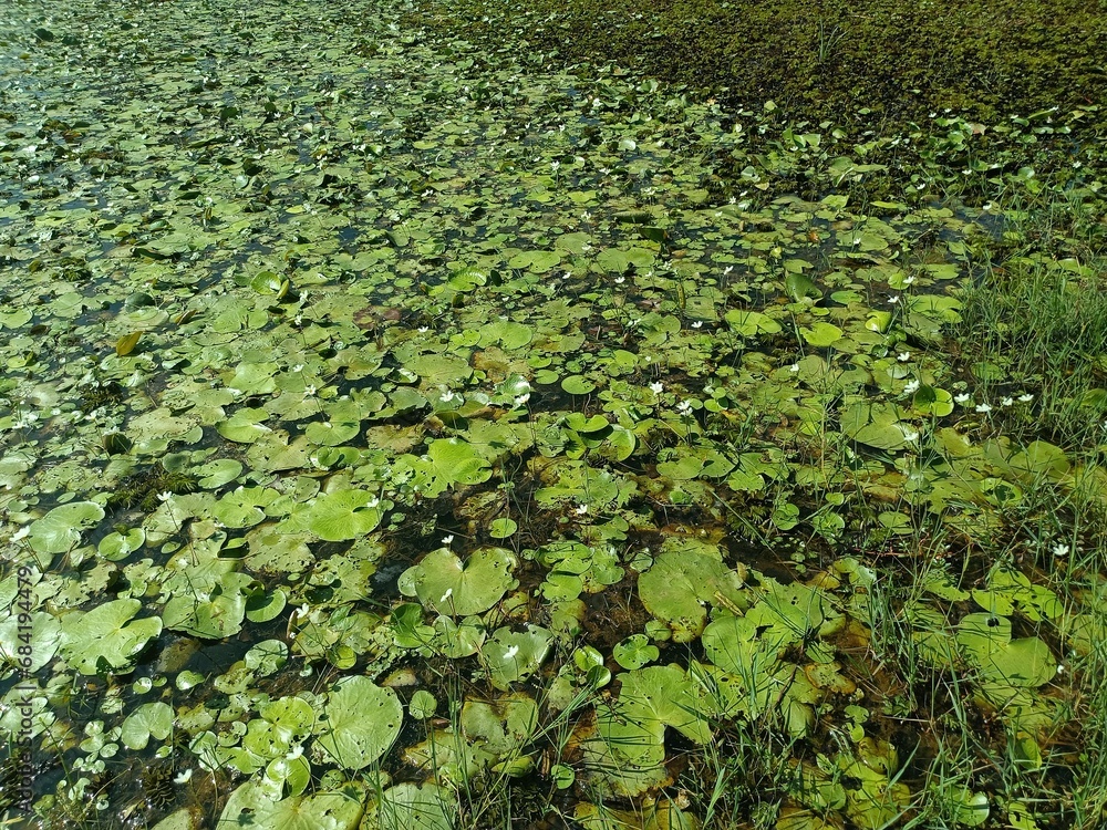 Salvinia minima is a species of aquatic, floating fern that grows on the surface of still waterways. It is usually referred to as common salvinia or water spangles. Salvinia minima is a species of aquatic, floating fern that grows on the surface of still waterways. It is usually referred to as common salvinia or water spangles.