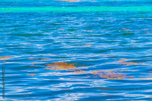 Fototapeta Naklejka Na Ścianę i Meble -  Beautiful Caribbean beach totally filthy dirty nasty seaweed problem Mexico.