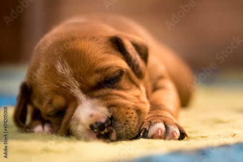Staffordshire bull terrier, wonderful puppies from professional breeding of purebred dogs in Poland.