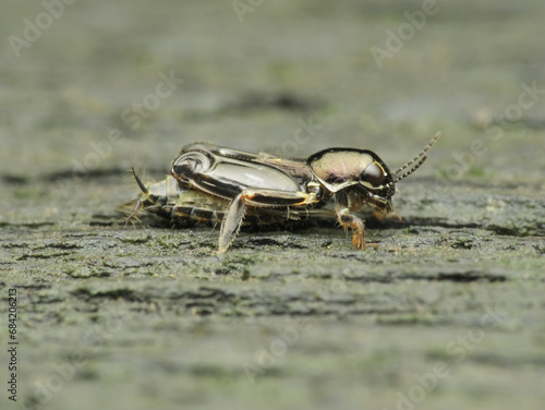 Small katydid on the mossy wood