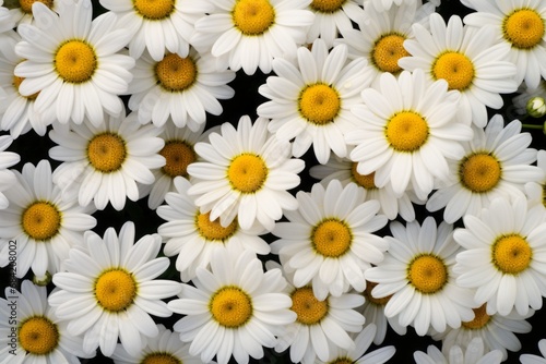 Sun-kissed Meadow: Captivating Display of Vibrant Yellow and Pure White Daisies Generative AI © monsifdx