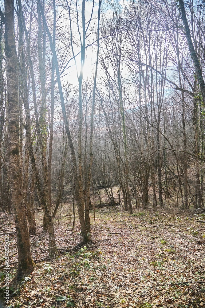 Forest landscape in late autumn or early spring. Low sun. Forest landscape in late autumn or early spring. Low sun.