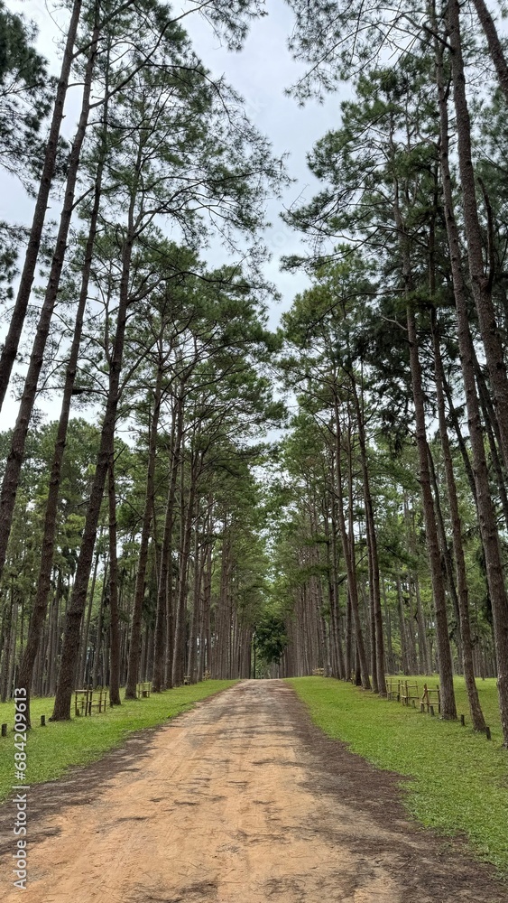 Fototapeta premium A beautiful and tall pine forest in the midday sun.