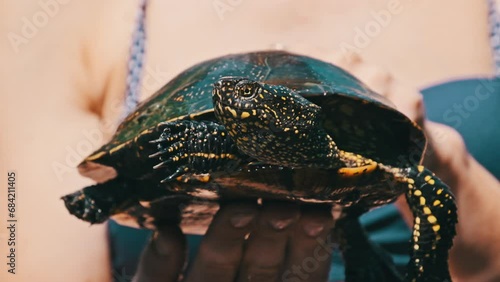 River Turtle in female hands close-up. Woman holding a tortoise in arms slow motion. European pond turtle funny moves its paws and protrudes its head. Emys orbicularis photo