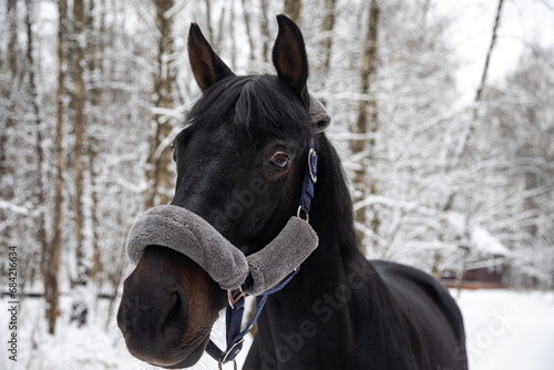 Portrait of a beautiful black horse. Winter snowy day. A beautiful horse. Horse s head.