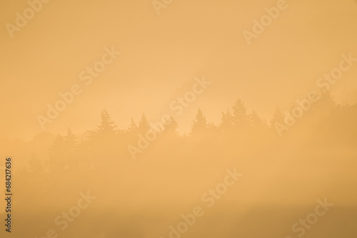Atmospheric landscape with trees at sunrise and fog glowing orange in Bad Pyrmont  Germany.