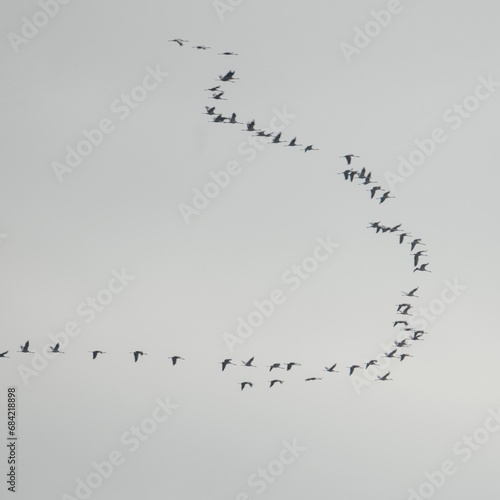Flying school of cranes in the sky, wedge in the sky birds fly to the south. photo
