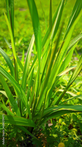 fresh green wild grass