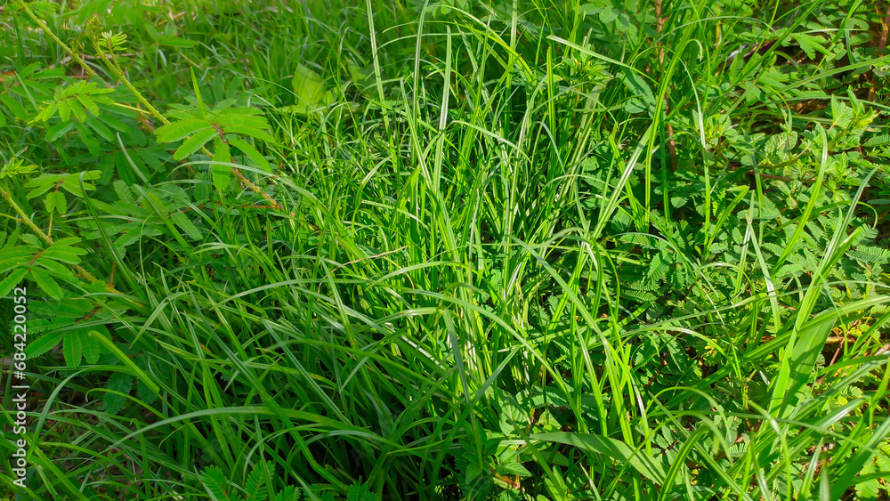 fresh green wild grass fresh green wild grass
