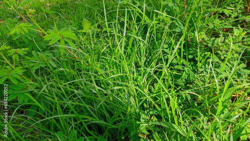 fresh green wild grass