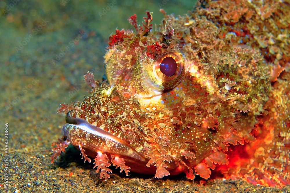 red-scorpionfish-scorpaenidae-on-the-sandy-bottom-venomous-predator