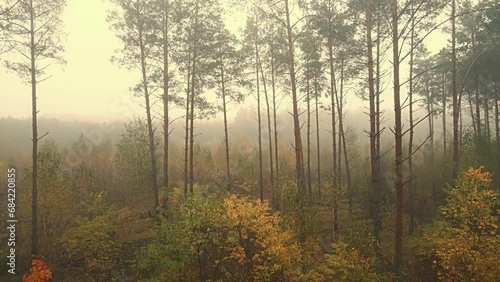 Morning fog in the forest and on the fields of Podlasie in autumn colors.