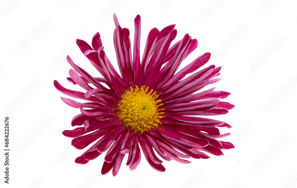 chrysanthemum flower isolated chrysanthemum flower isolated