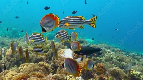 Blue ocean and school of colorful tropical fish. Marine life in the sea. Underwater video from scuba diving on the coral reef. Fish and corals. Aquatic wildlife. photo