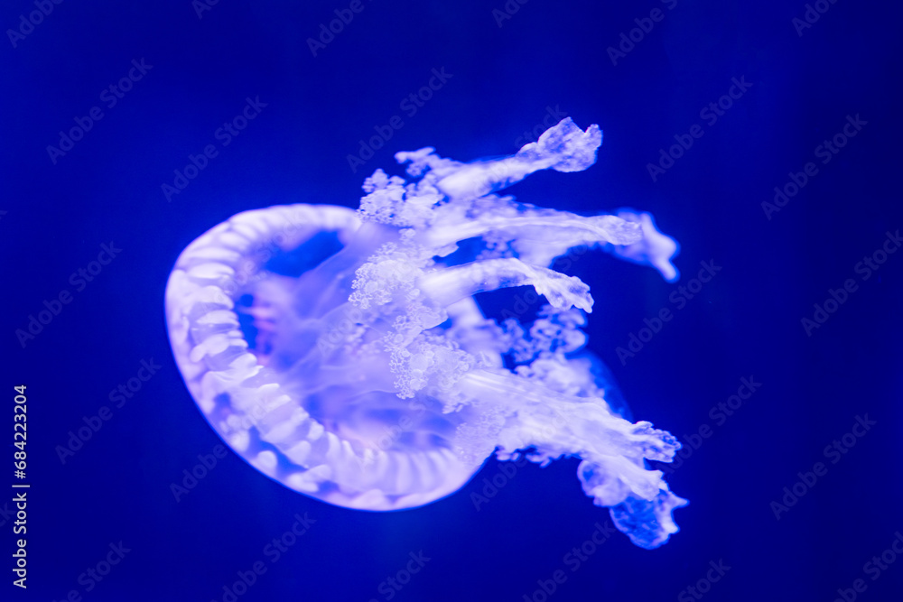 beautiful jellyfish beautiful jellyfish