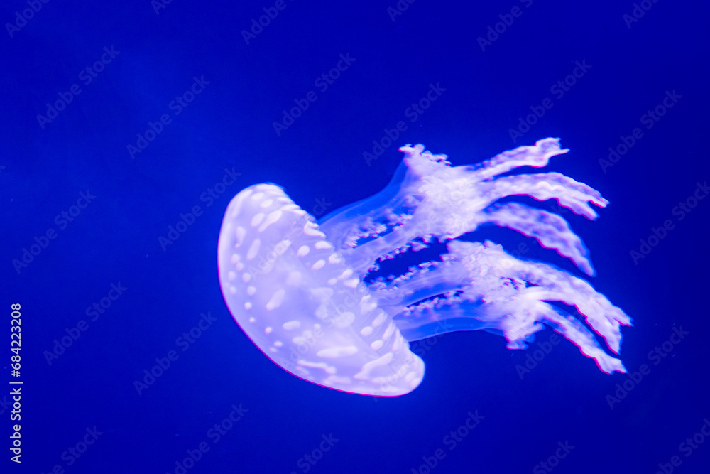 Naklejka premium beautiful jellyfish