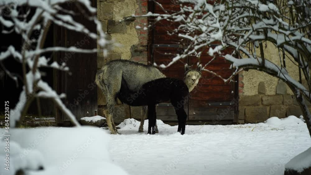 Video of Alpaca in snow