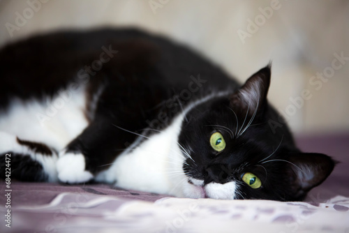 Pet animal; cute cat, tuxed...