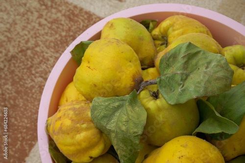 A large amount of freshly picked yellow ripe quinces in a basin, photo