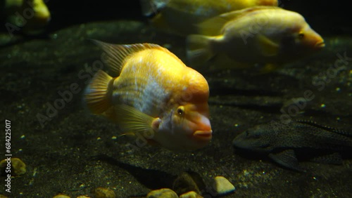 Video of Amphilophus citrinellus in aquarium photo