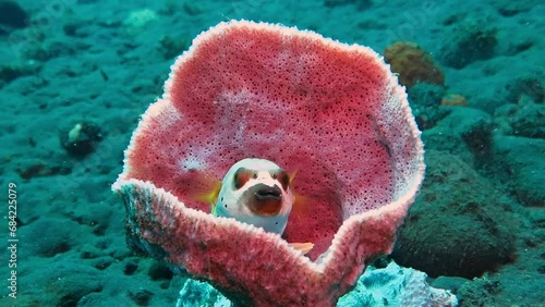 Pink sponge with blackspotted pufferfish also known as the dog-faced puffer. Fish is hinding in colorful coral reef. Underwater footage clip of wild marine life. Pufferfish in the sea sponge. photo