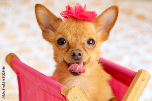 Pet animal; cute dog face p...