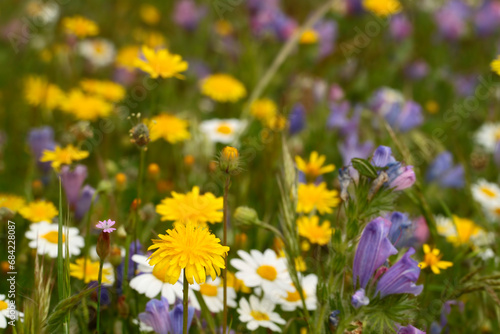 Various colorful wildflowers, nature in spring season.
